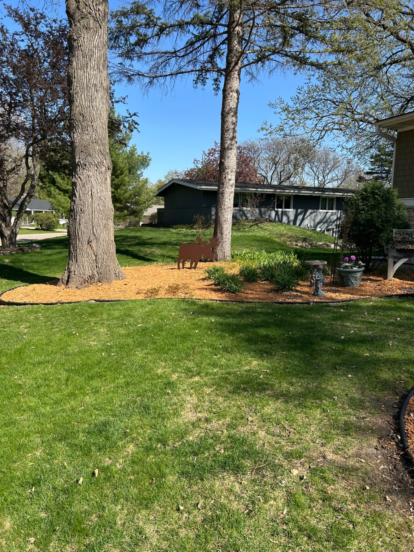 Fresh mulch bed under mature trees with decorative moose
